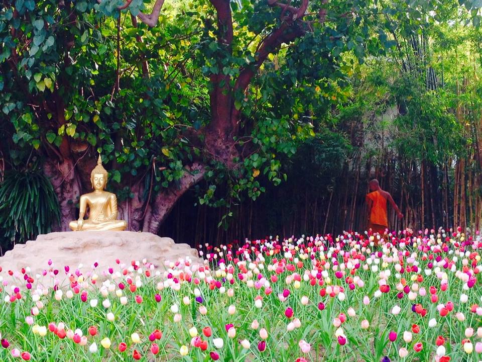 Garden in Chiang Mai Thailand. Tulips and Buddha Statue with Buddhist monk in orange with Bamboo and Trees